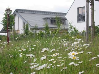 Blumenwiese mit Garten