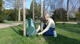 Frau beim anbringen eines Baumbewässerungssackes an einem Baum