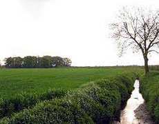 Grünlandschaft mit Wiese und Bäumen