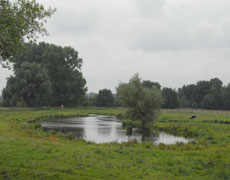 Auenlandschaft
