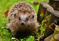 Igel unterwegs - zum Hotel California?