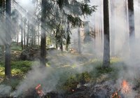 Beginnender Waldbrand